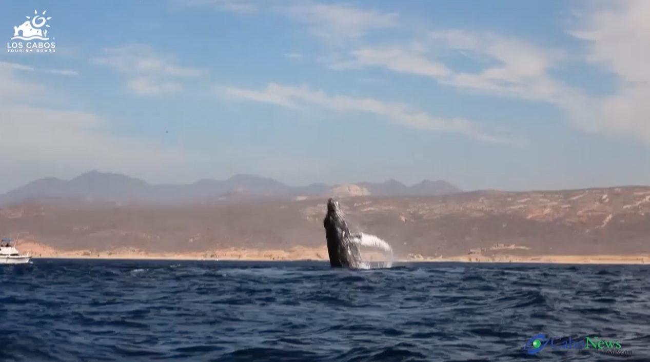 Humpback Whale 1