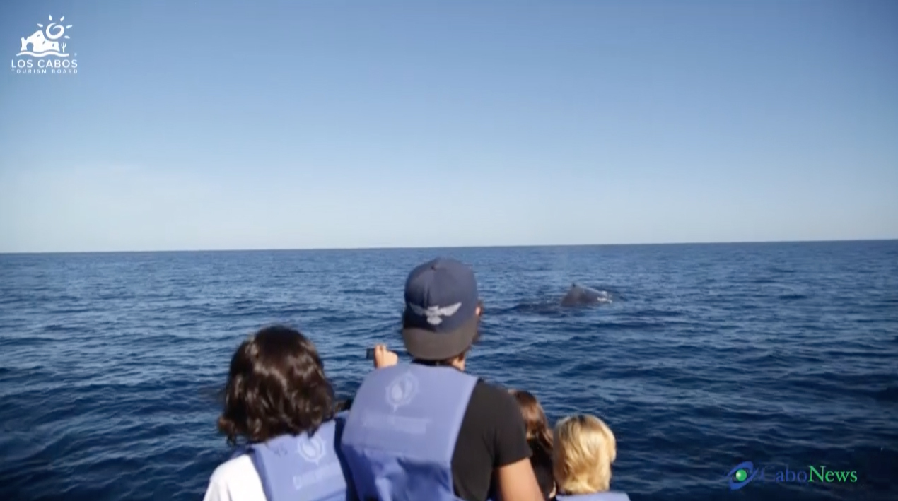 Humpback Whale 3