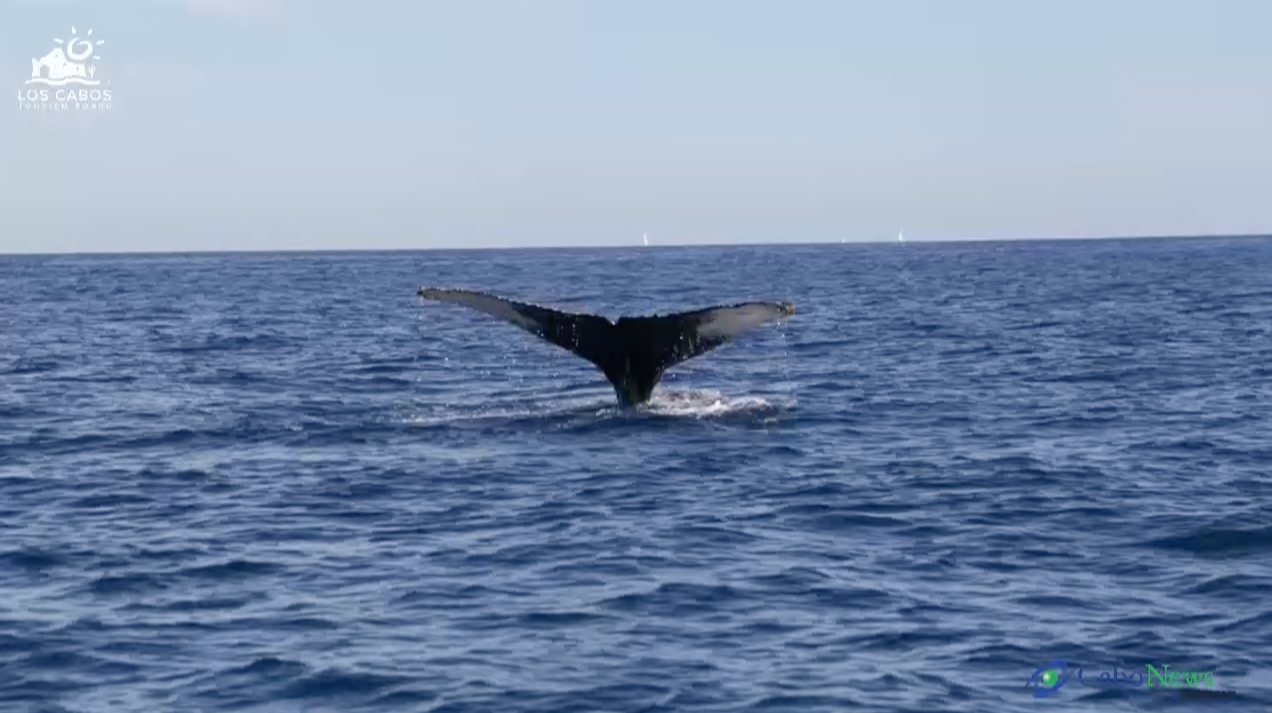 Humpback Whale 4
