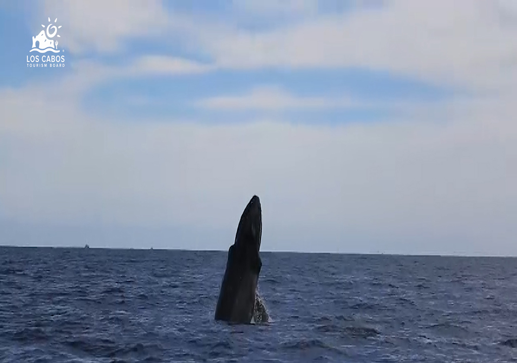 Tourists enjoy Whale watching 2019