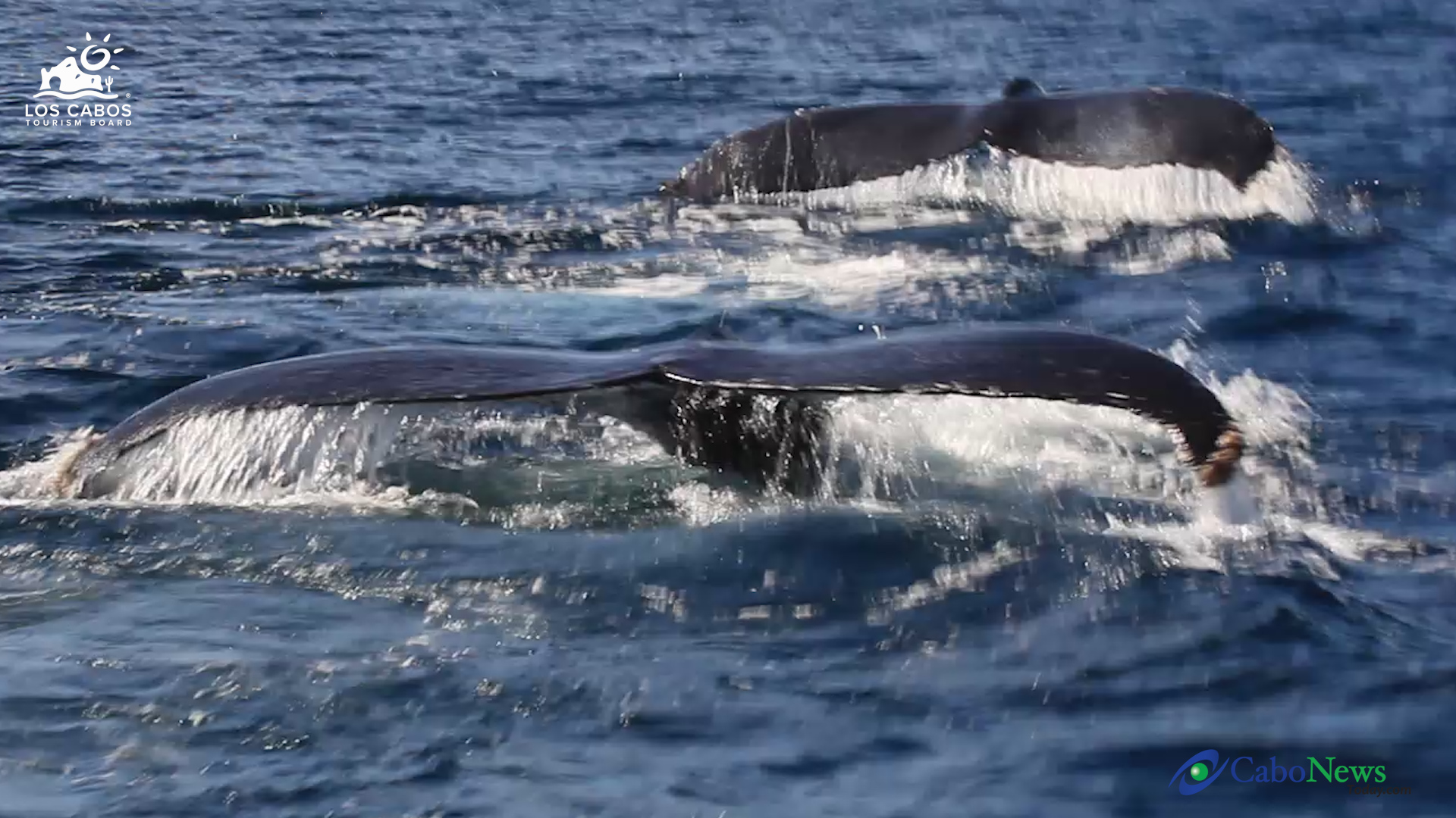 Whale 3