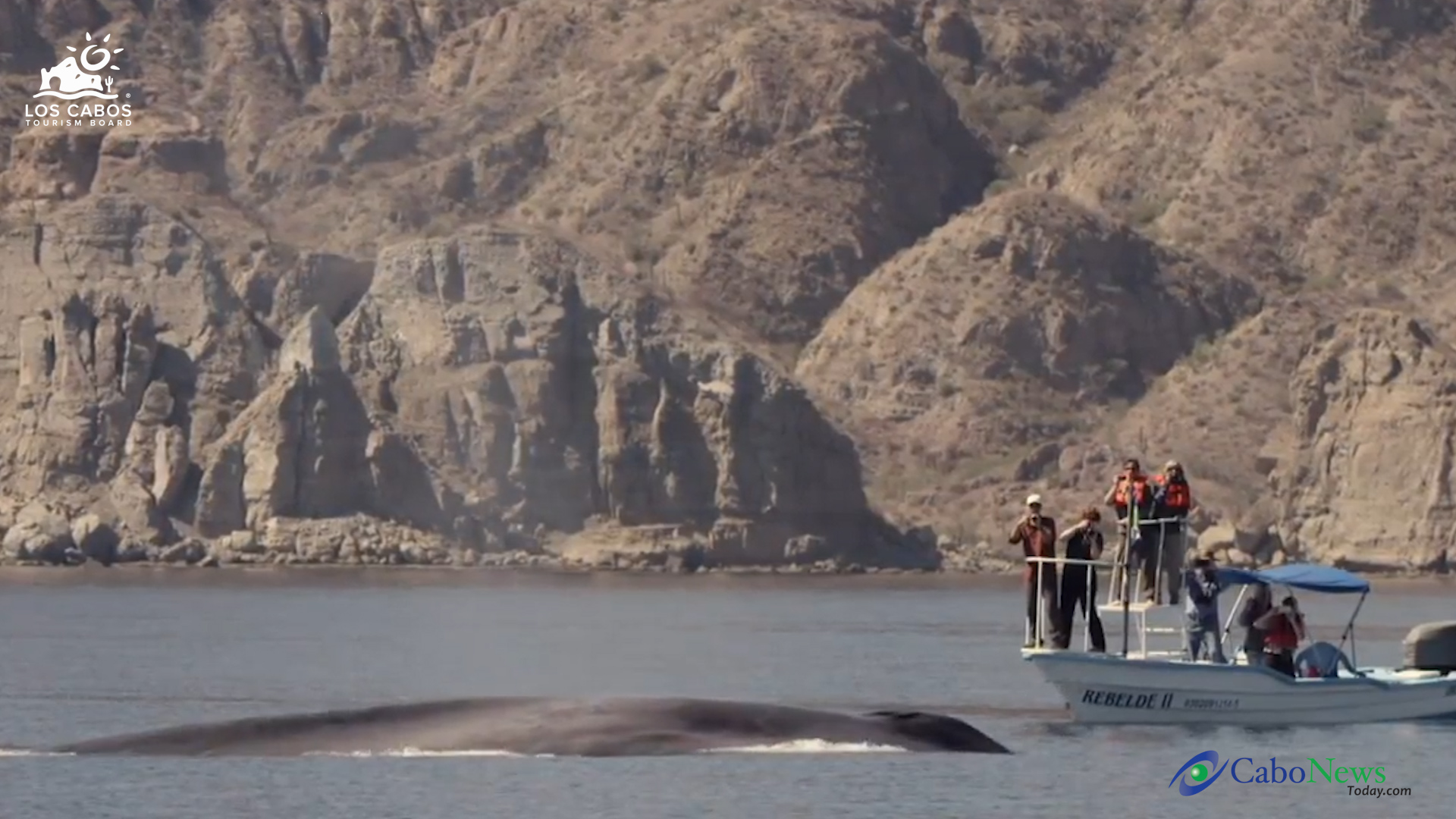 The blue whale 1