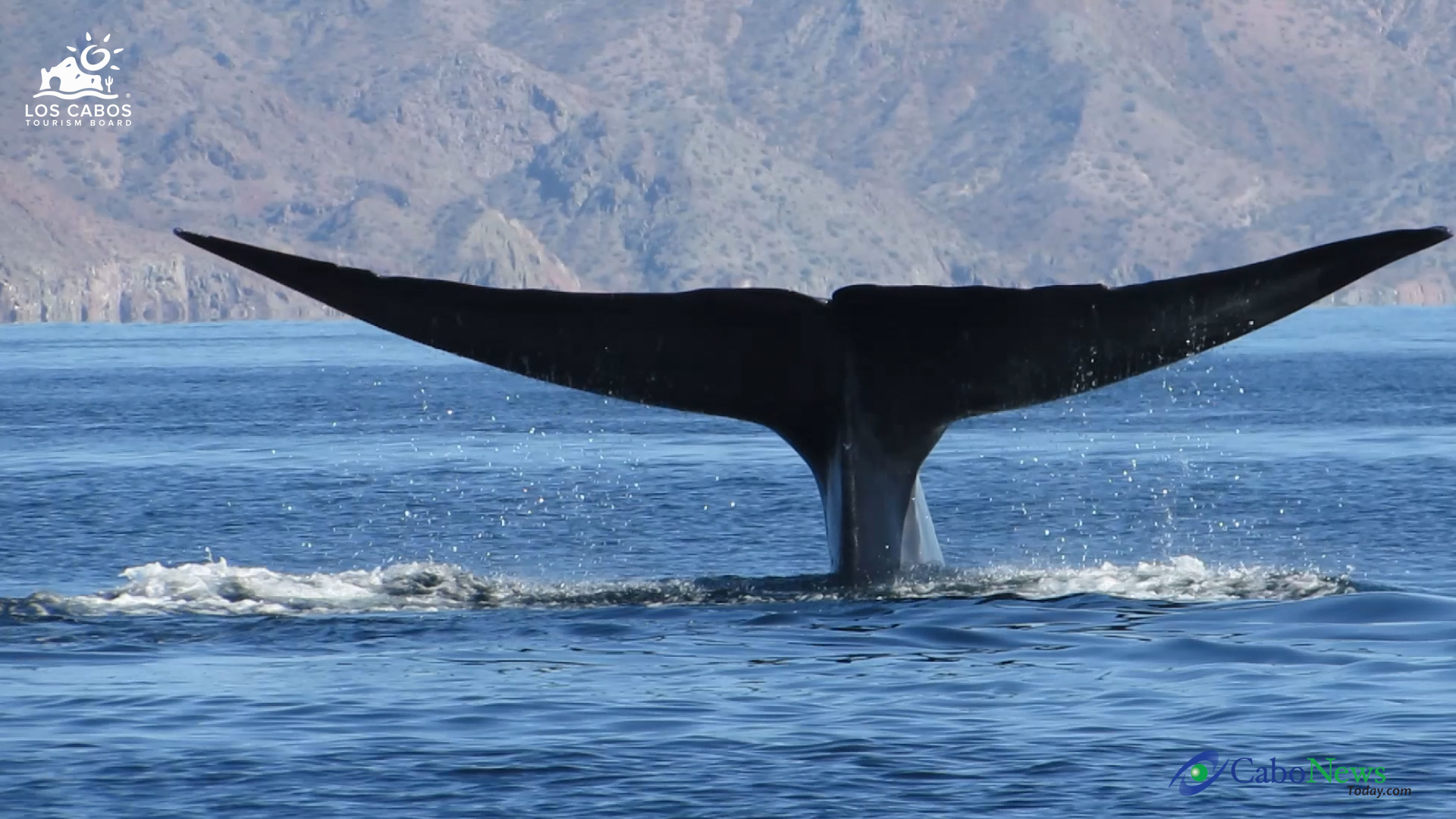 The blue whale 2