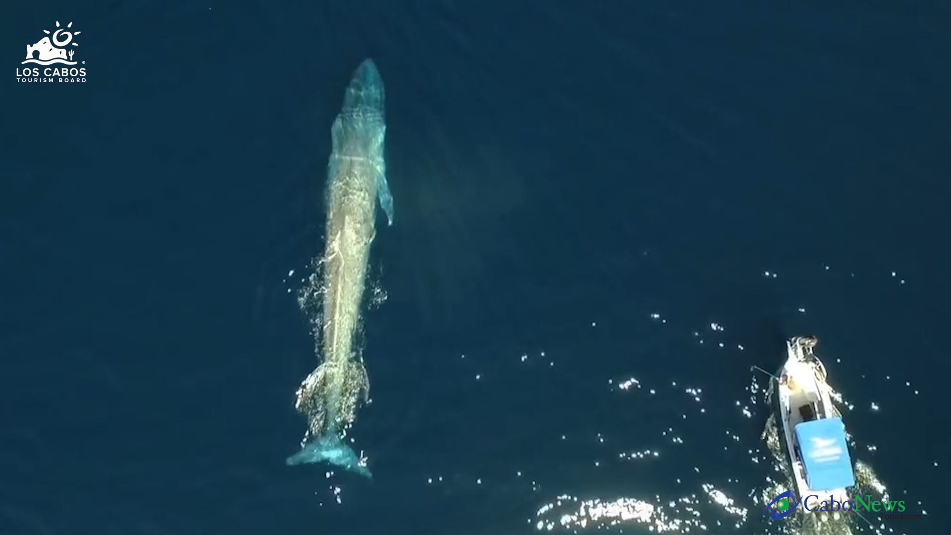 The blue whale 3