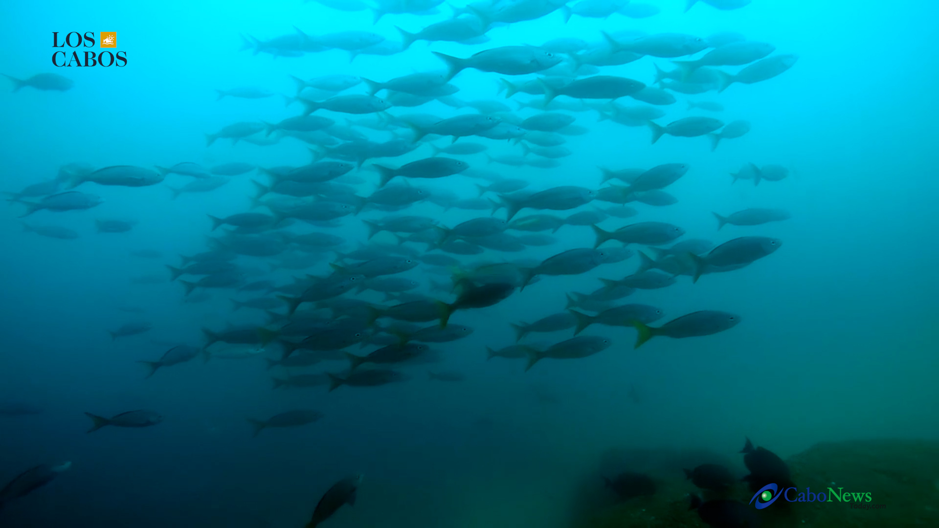 Dive in Los Cabos
