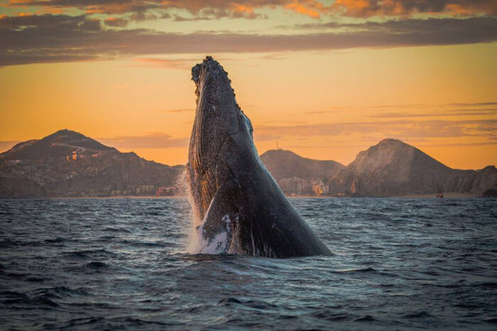 Drones, hydrophones, and less plastic: Los Cabos keys to more responsible whale tourism